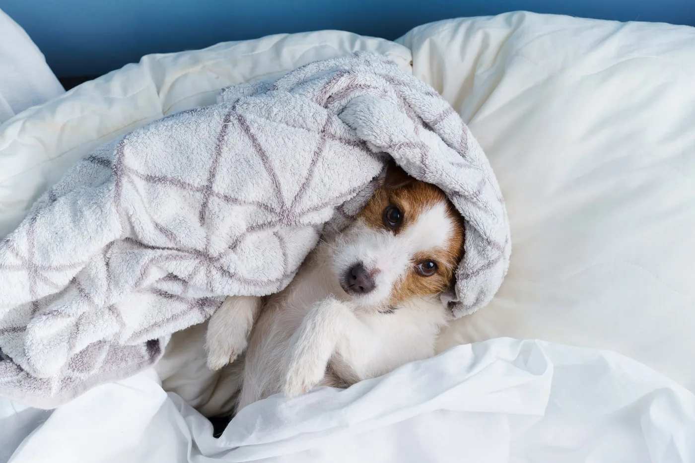 can pets be introverted